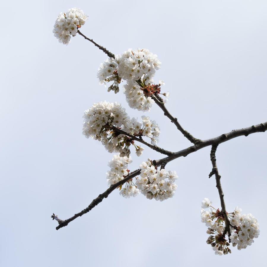 مبيت وإفطار هيلْفِرسوم Onder De Kersenboom المظهر الخارجي الصورة